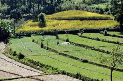 Il governo birmano vuole realizzare una riforma agraria. Foto: Carsten Ten Brink via Flick. CC BY 2.0.