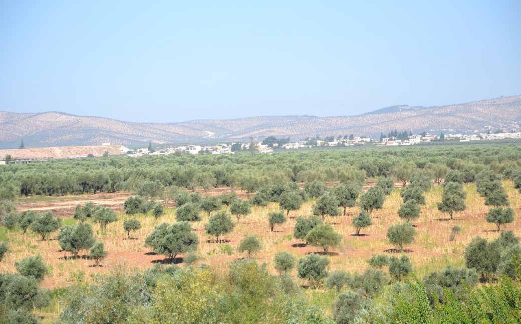 Die Landschaft im Gebiet Afrin. Foto: © Şermîn Faki