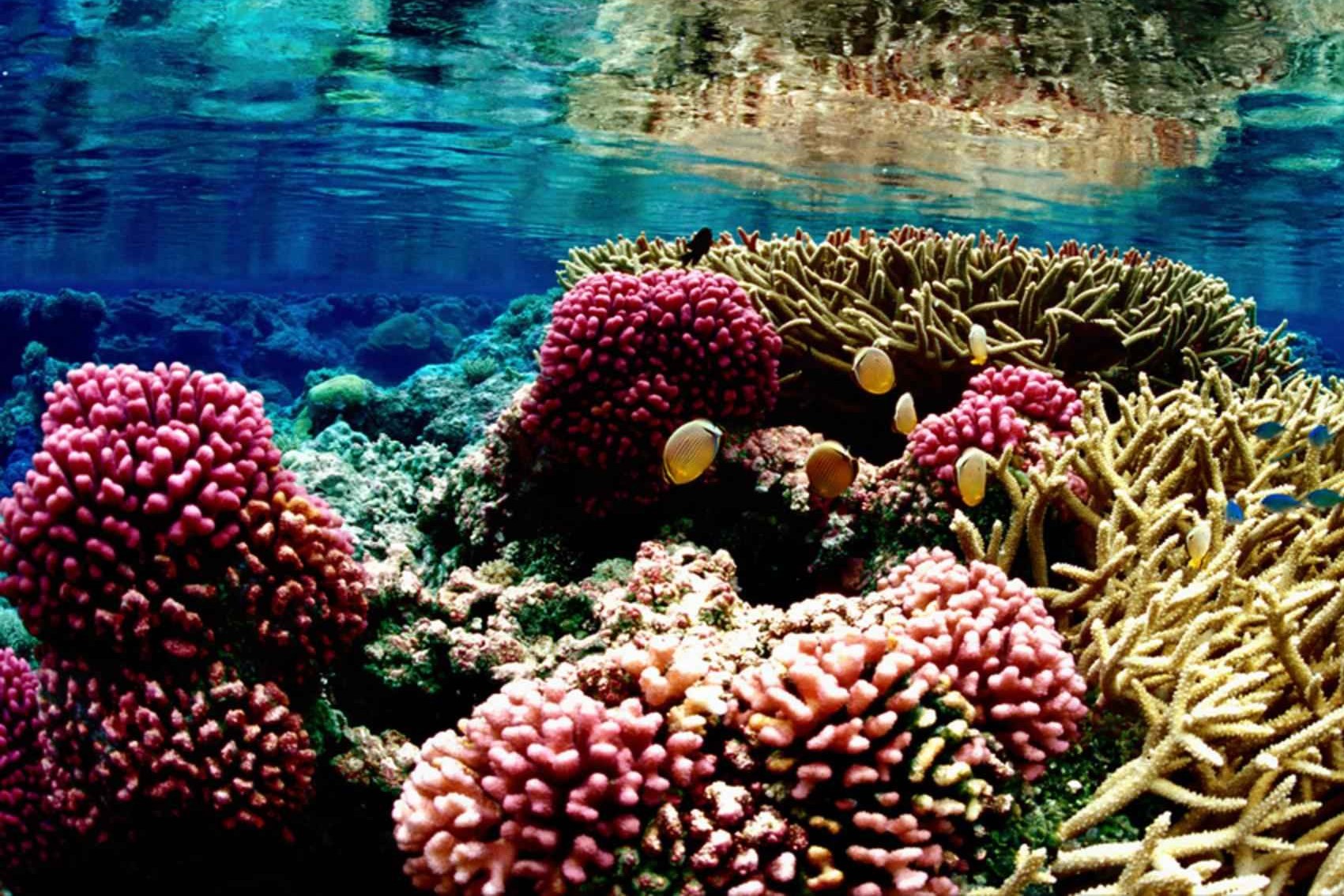 Le barriere coralline sono hotspot di biodiversità particolarmente a rischio. Foto: Jim E Maragos, U.S. Fish and Wildlife Service, Public Domain